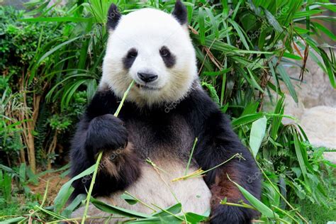Panda Comiendo Bambú Fotografía De Stock © Leungchopan 22819940