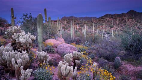 While travelling through the arizona desert, i came across something that i never imagined i'd love quite this much: Saguaro · National Parks Conservation Association