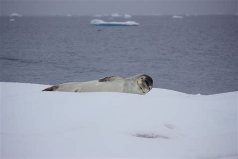 Free Images Snow Winter Sea Ice Ice Cap Earless Seal Marine