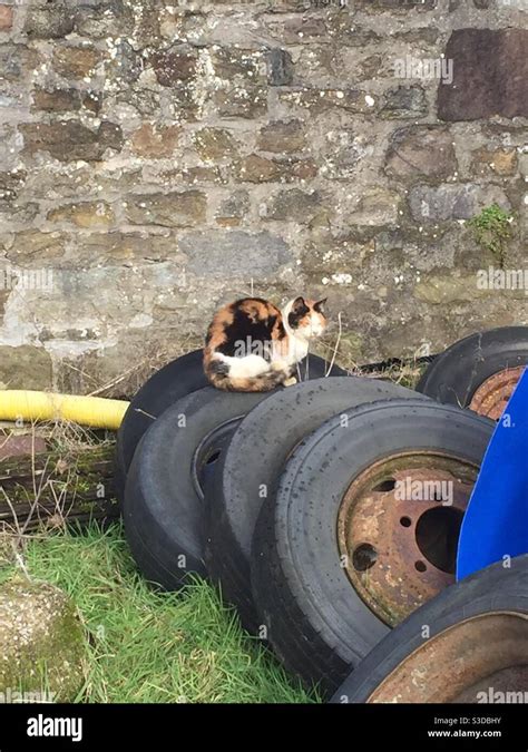 Feral Cat Sitting On Farm Tractor Tyres Stock Photo Alamy