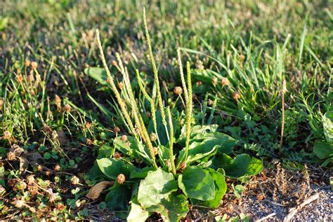 Broadleaf Plantain Purdue University Turfgrass Science At Purdue