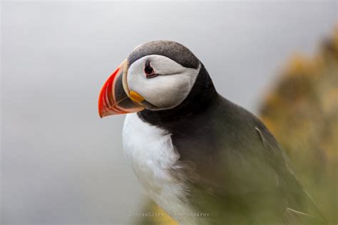 Puffins In Iceland Guide To Iceland