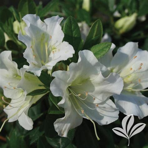 Az Rhododendron Rhododendron X Rlh1 3p3 Bloom A Thon White Azalea