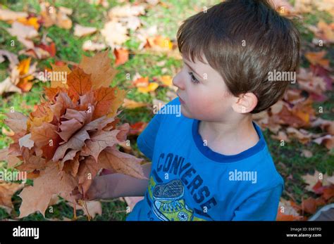 Child Playing With Autumn Leaves Stock Photo Alamy