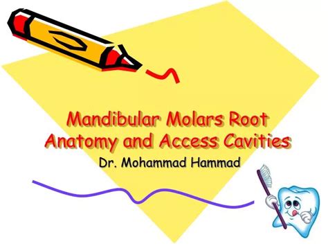 Ppt Mandibular Molars Root Anatomy And Access Cavities Powerpoint