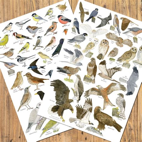 British Garden Birds A3 Identification Poster Wildlife Chart Etsy Uk