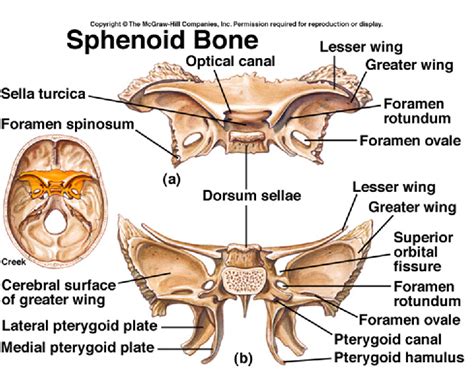 Sphenoid Bone Structures Diagram Quizlet