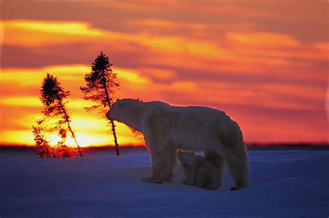 Polar Bears Sunrise Sunset Pinterest
