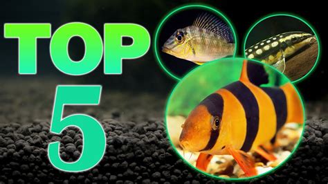 Top 5 Bottom Aquarium Fish - YouTube