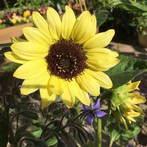 Maybe you would like to learn more about one of these? Sunflowers | Our Edible Flowers | The Flower Deli