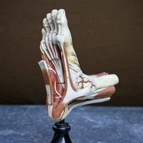Anatomical Foot Model Strode Co