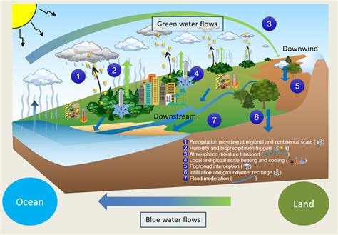 What Role Do Forests Play In The Water Cycle 2023