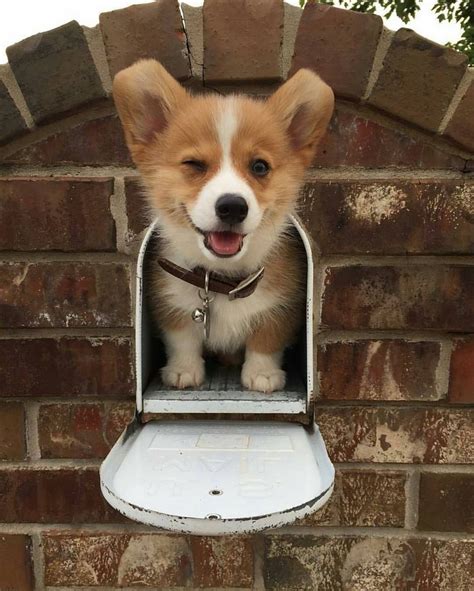 There are a ton of added features to make browsing, searching and posting on craigslist, smooth, effective and absolutely free. Corgis For Sale Near Me | Top Dog Information