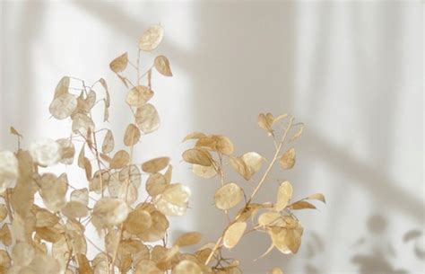 We have an extensive collection of amazing background images carefully chosen by our community. Pin by Lambert Cottage on organic in 2020 | Dried flowers ...