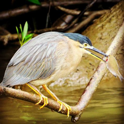 There are two main types of tropical forest: Daintree Rainforest Animals - 10 Amazing Tropical ...