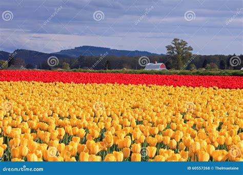 Sunlit Field Of Yellow And Red Tulips Stock Photo Image Of Meadow