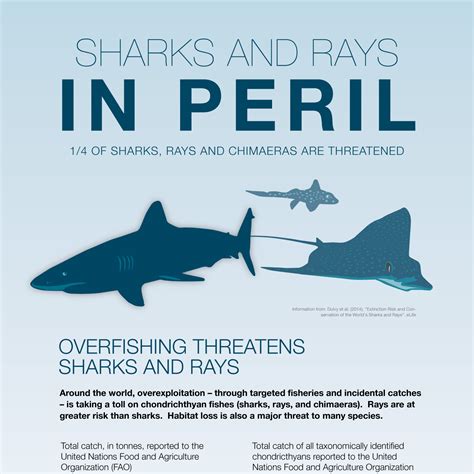 Sharks And Rays Save Our Seas Foundation