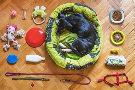 12 Pet Essentials Every Pet Owner Needs My Pet Naturally