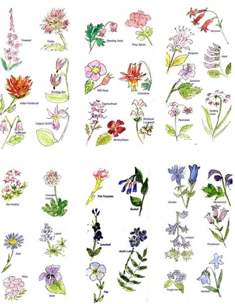 25 Flores Silvestres Com Nomes Educa