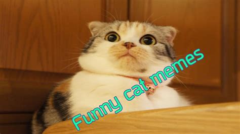 Cute Funny Cat Memes