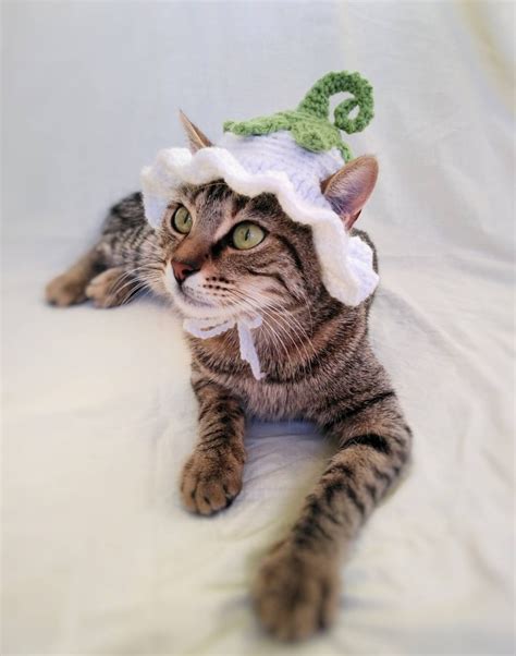 Cat With Flower Hat Cat Meme Stock Pictures And Photos