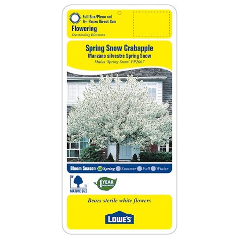 364 Gallon White Flowering Spring Snow Crabapple In Pot With Soil In