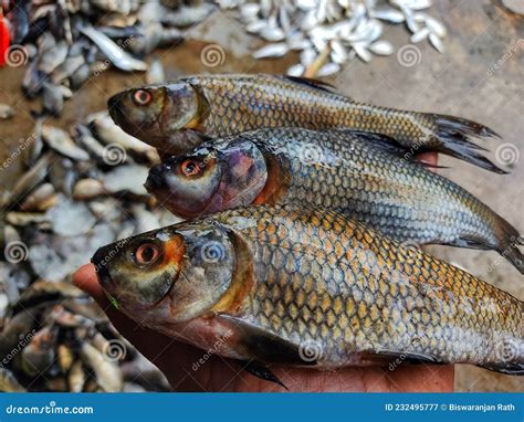 Freshly Harvested Rohu Carp Labeo Rohita Fish From Farm Pond In Hand In