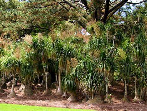 Tree Ponytail Palm Care Ideas Rickyhil Outdoor Ideas Ideas For