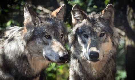 19 Gray Wolf Facts Biology Appearance Behavior And More