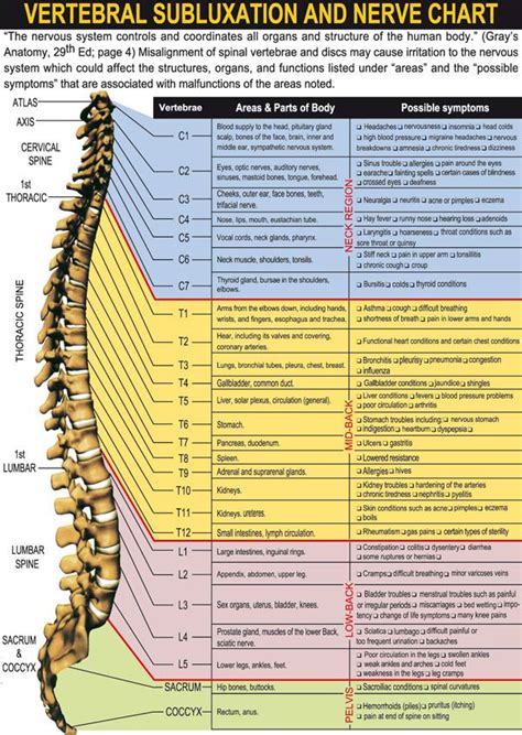 Nerve Chart | Subluxation, Chiropractic care, Chiropractic
