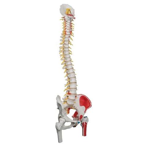 Their partner website has animated text narrations and quizzes to help you study the structures and functions of the thanks to these virtual tours, learning a tough subject like anatomy gets a lot easier. Deluxe Flexible Spine Model with Femur Heads, Painted Muscles & Sacral Opening - 3B Smart Anatomy