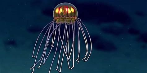 New Species Of Deep Sea Jellyfish Business Insider