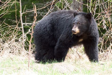 Black Bears Lizbarrett Whistlers Wild Things