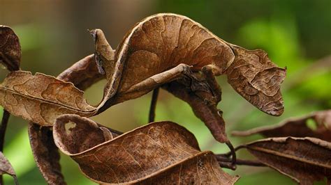 Leaf Tail Gecko Bing Wallpaper Download