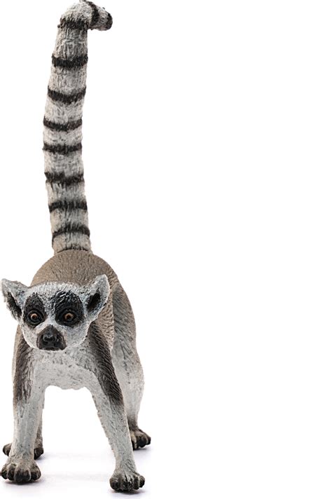 Ring Tailed Lemur Teaching Toys And Books