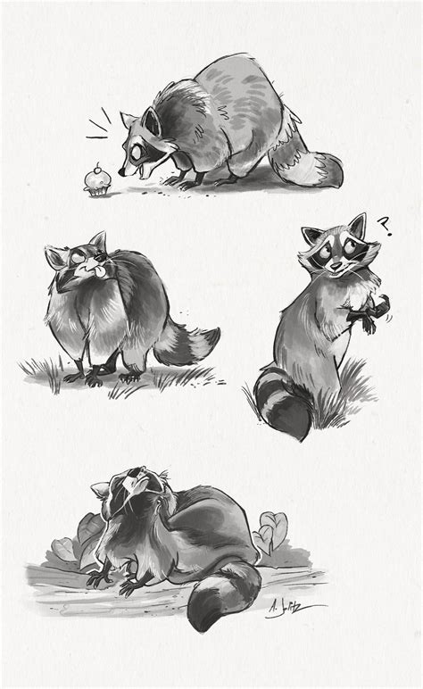 Raccoon Study Sketch Page Raccoon Illustration Animal Drawings