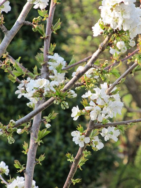 Free Images Tree Nature Branch Blossom White Fruit Berry Leaf