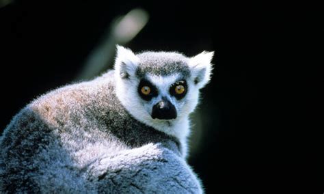 Madagascar Animals People And Threats Wwf