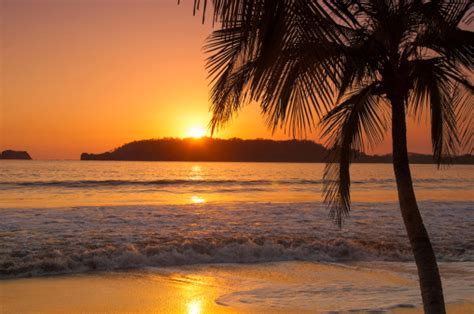 Sunset By Palm Tree On Beach Stock Photo Download Image