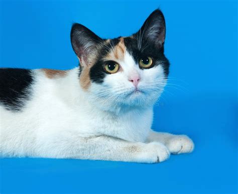 Tricolor Cat Lies On Blue Stock Photo Image Of Ears 44333810