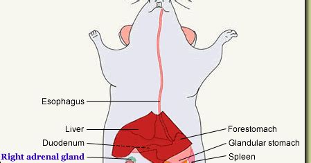 Click on the images if you wish to have them printed. DIAGRAMS: Diagram of Endocrine Organs in Lower Body