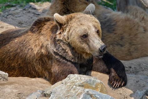 Free Picture Predator Nature Wildlife Wild Brown Bear Outdoor