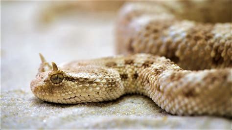 Top 5 Deadliest Snakes In The World Dangerous Snakes Wildlife Hub
