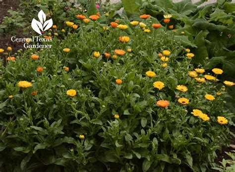 Flowers that attract butterflies and dragonflies. Pin on Plants to attract butterflies, fireflies, and ...