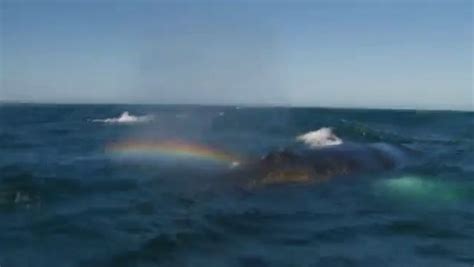 White Wolf Whale Shoots Rainbow Out Of Blowhole Video