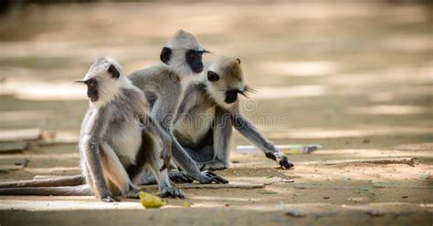 Tres Monos Grises Grises En El Suelo Recogiendo Alimentos En Las Calles