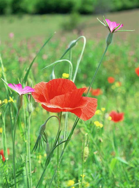 Wildflowers Photograph By Paul Harcourt Daviesscience Photo Library