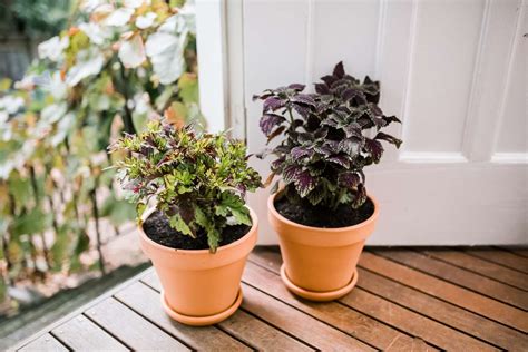 Coleus Indoor Plant Care And Growing Guide