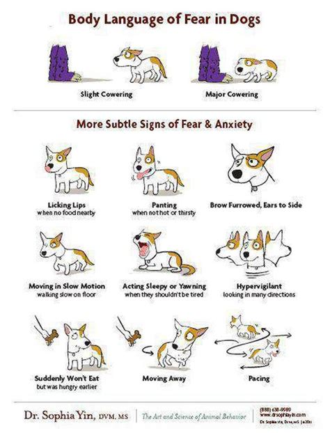 Dog Body Language Ears The Y Guide
