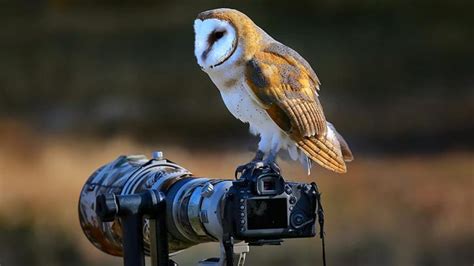 3 Tips For Amazing Wildlife Photography Hamstech